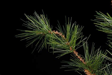 Artificial Rocky Mountain Pine Tree | TreeScapes & PlantWorks