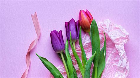 Pink Purple Tulips In Pink Background HD Flowers Wallpapers | HD Wallpapers | ID #66925