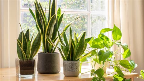 Plantas de interior que crecen rápido | Architectural Digest