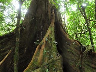 Giant Kapok Tree - Amazon rainforest tourist info centre