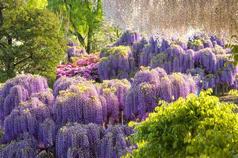 Enchanting Wisteria Blooms at Ashikaga Flower Park | Offbeat Japan