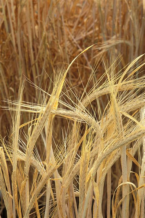 Barley | Free Stock Photo | Close-up of barley growing in a field | # 11699