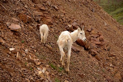 Denali National Park | Dall Sheep