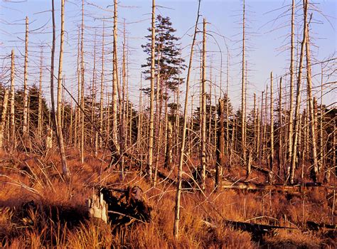 Trees Killed By Acid Rain Photograph by Simon Fraser/science Photo ...