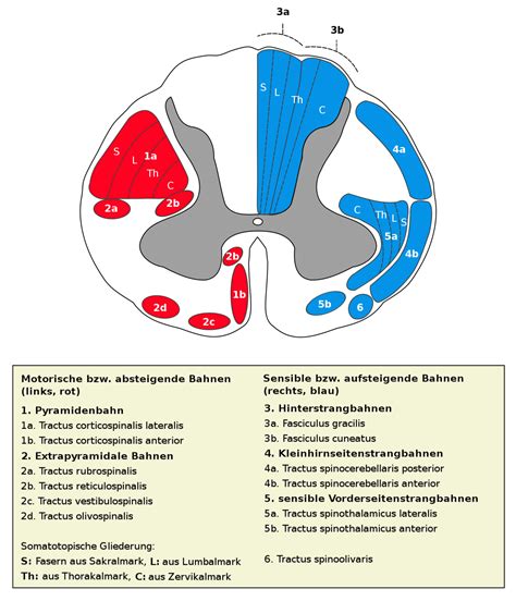 Tracts of the spinal cord (cross section) - DocCheck