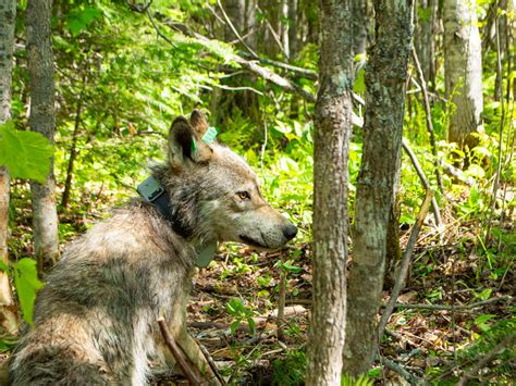 Wolves use ambush tactics to hunt unsuspecting beavers | Popular Science