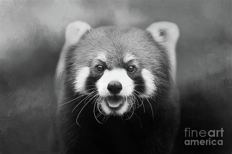 Red Panda BW Photograph by Elisabeth Lucas | Fine Art America