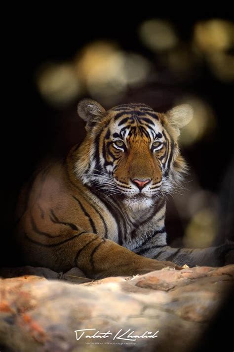 Tiger Photography Tour - Ranthambore - Wildlife Tours