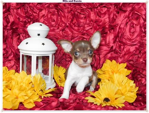 Blue Chihuahua Puppies For Sale | ChiChiBabies Chihuahuas