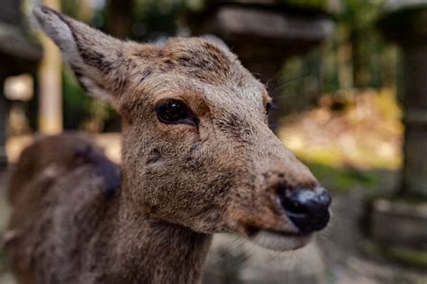 Close-up Picture of a Sika Deer in Nara Park Stock Photo - Image of ...