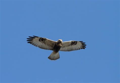 Rough-Legged Hawk (Rough-Legged Buzzard) Pictures - AZ Animals