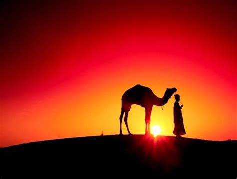 Sahara Desert Sunset Camels | Wallpapers Gallery