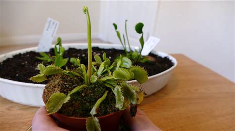 Flowers On My Venus Flytrap (With Time Lapse) - YouTube