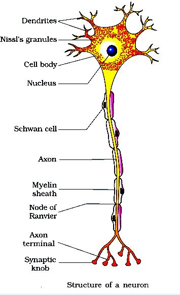 Draw a labelled diagram of a neuron. toppr.com