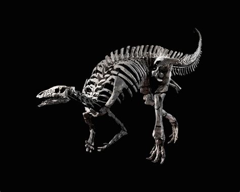 Dinosaur Skeleton Known as 'Barry' Goes on Sale in Paris Auction