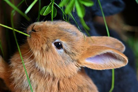 El conejo ha sido considerado por primera vez en peligro de extinción | Publimetro Chile