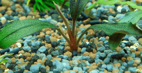 Ultimate Guide: Best Freshwater Planted Aquarium Substrate