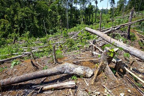 Deforestation - PICOP Bislig Mindanao_MG_1014-146 | Illegal … | Flickr