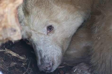 The Kermode Bear: Spirit Bear of British Columbia | The Ark In Space