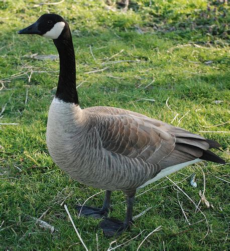 Popular Domesticated Goose Breeds