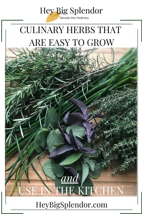 Five Culinary Herbs That Are Easy to Grow - Hey Big Splendor