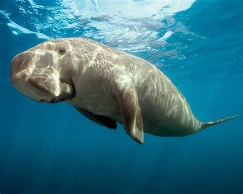 12 Animals That May Have Inspired Mythical Creatures | Dugong, Rare ...