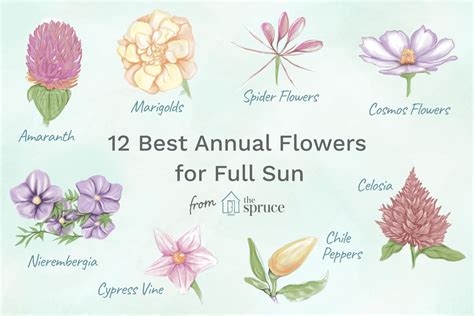 12 Best Annual Flowers for Full Sun