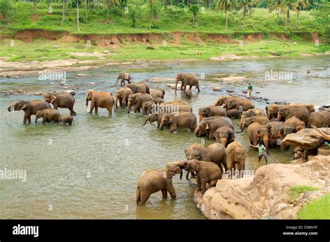 Elephants bathing, Elephant Orphanage, Pinnawala, Sri Lanka Stock Photo ...