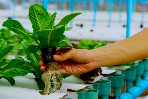 Hydroponic Gardening FAQs: What Is It And How Does It Work?