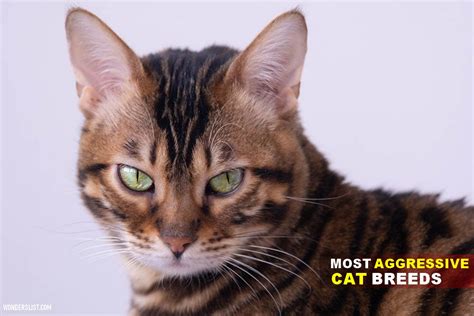 10 Most Aggressive Cat Breeds to Bring Home - Wonderslist (2022)