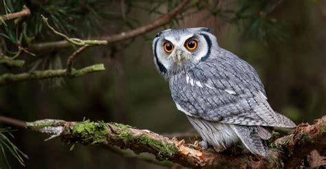 Owl Predators: What Eats Owls? - IMP WORLD