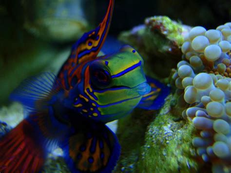 Mandarinfish (Mandarin Dragonet) Facts, Pet Care, Diet, Pictures