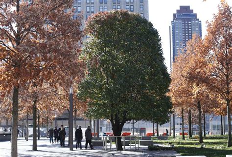 Survivor Tree Represents Resiliency, Strength | National September 11 ...