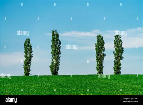 Four tall narrow trees with green foliage on a grass field along the horizon with blue sky and ...