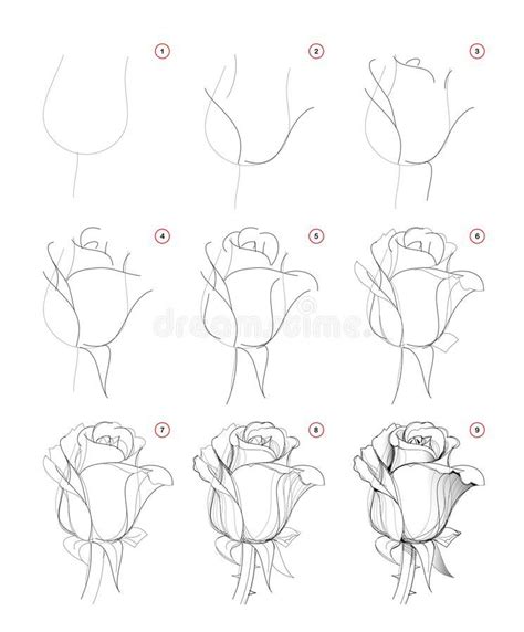 How to draw step-wise beautiful rose flower bud. Creation step by step pencil drawing ...