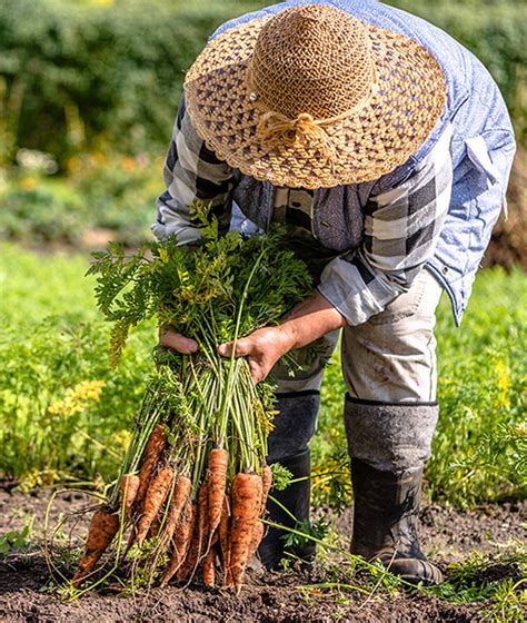 The Origin and History of Carrots | Scrumptious Bites