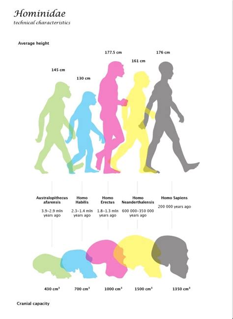 Primate Human Evolution Chart