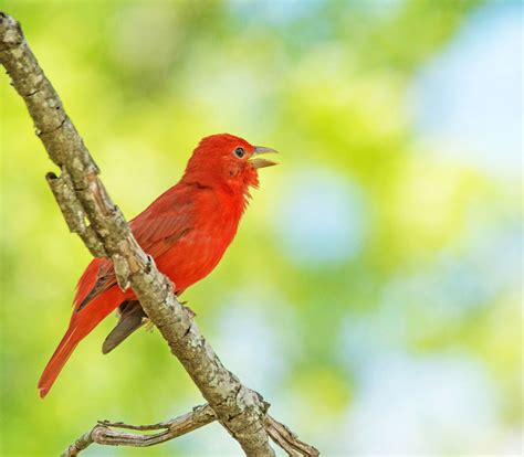 SUMMER TANAGER | Bird photography, Photography, Summer