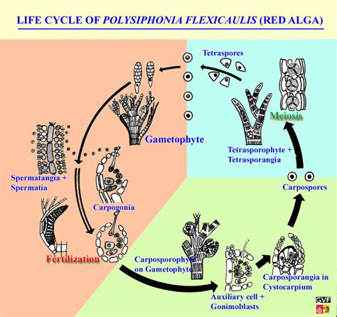 Rhodophyta Life Cycle