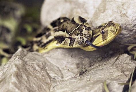 The Viper And Types Of Viper Snakes | HubPages