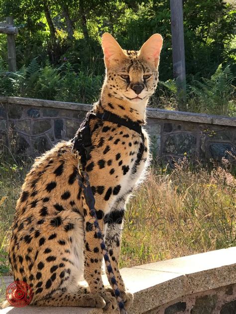 LE SERVAL | African serval cat, Serval cats, Savanna cat