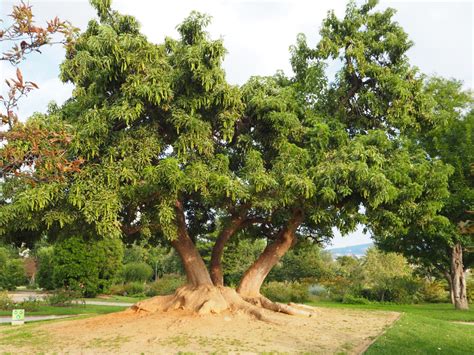 ÁRBOL OMBÚ O ÁRBOL DE BELLA SOMBRA, APRENDE SOBRE ÉL