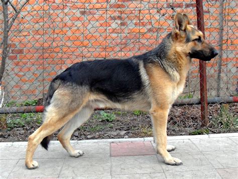 East European Shepherd vs East German Shepherd - Breed Comparison