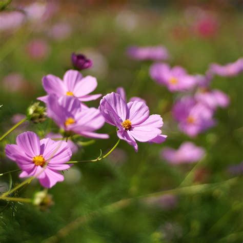 from Now | YASHINON-DS 50mm/F1.7 (TOMIOKA) Cosmos @ Showa Co… | Flickr