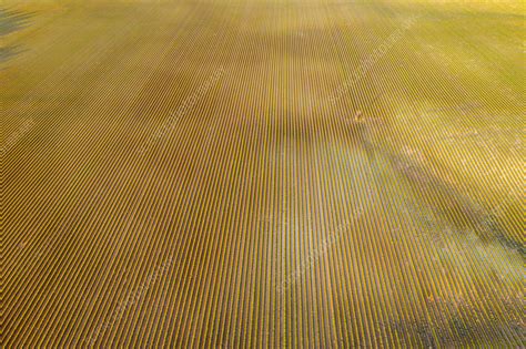 Aerial view of lavender fields, Verdon, Provence, France - Stock Image - F041/2512 - Science ...