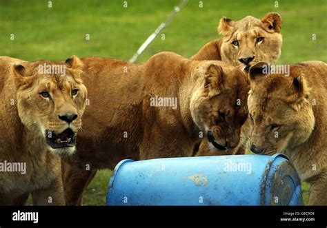 Ex-circus lions arrive at Five Sisters Zoo Stock Photo - Alamy