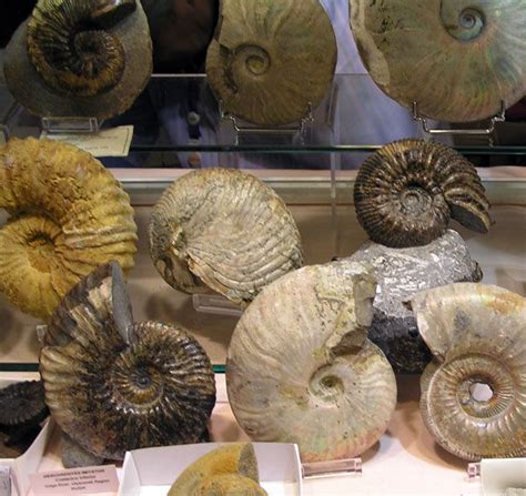 256 best Moluscos fosiles / Fossil Mollusks images on Pinterest | Fossils, Rocks and Conch shells