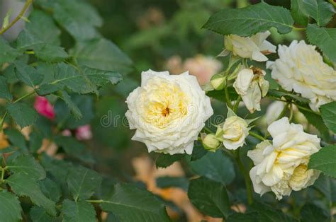 Bush of Beautiful White Roses in a Garden Stock Image - Image of bloom ...