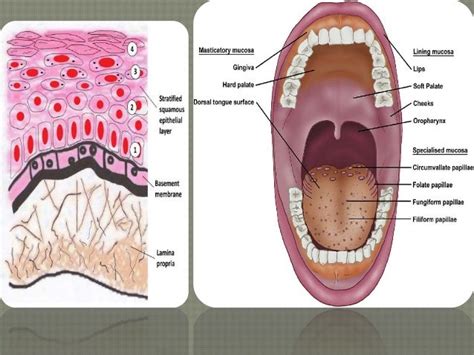 Oral cavity anatomy and histology