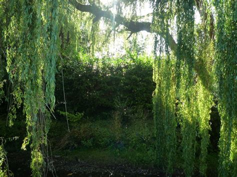 Willow Tree at Bucknell © Fabian Musto :: Geograph Britain and Ireland